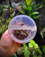 ADA Cryptocoryne spiralis 'Tiger'