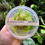 ADA Eleocharis montevidensis