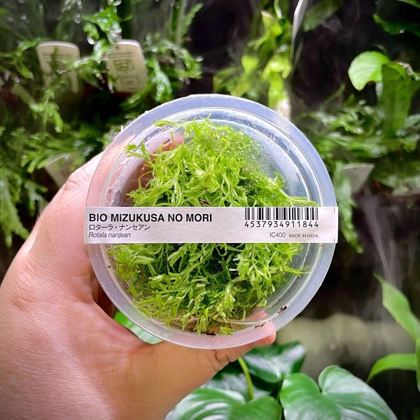 ADA Rotala Nanjean