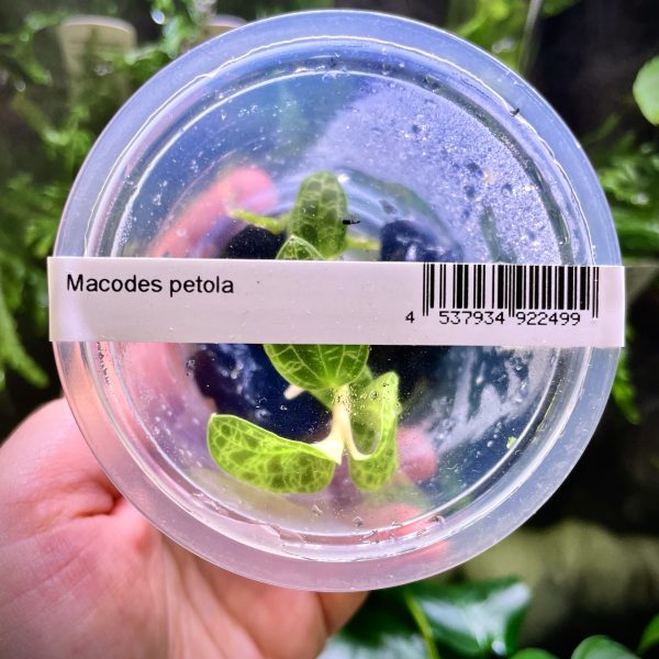 ADA Macodes petola