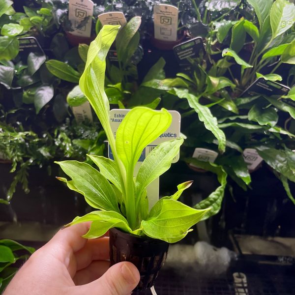 EA Echinodorus Amazon sword (small)