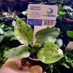 EA Echinodorus ozelot green