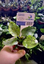 EA Echinodorus ozelot green