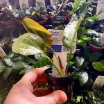 EA Echinodorus ozelot red