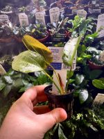 EA Echinodorus ozelot red