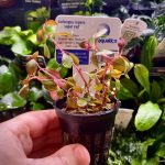 EA Ludwigia Repens super red