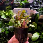 EA Alternanthera Reinickii mini