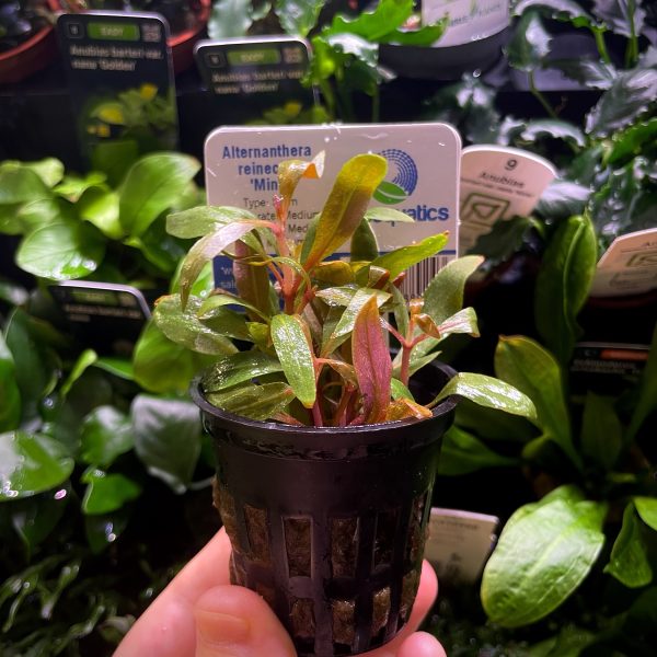 EA Alternanthera Reinickii mini