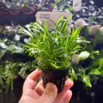 EA Lilaeopsis Brasiliensis