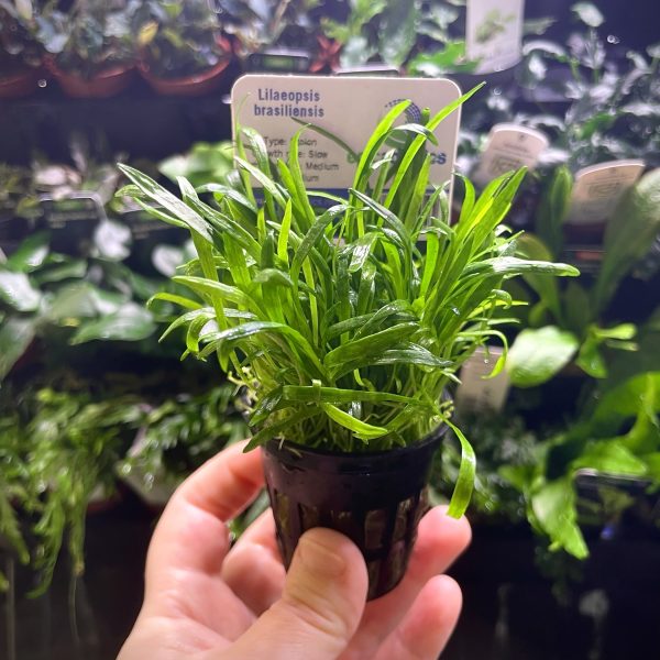 EA Lillaeopsis Brasiliensis