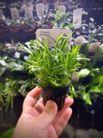 EA Lilaeopsis Brasiliensis