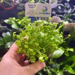 EA Hydroctyle Tripartita