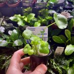 EA Hydrocotyle Verticulata