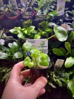EA Hydrocotyle Verticulata