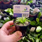 EA Eriocaulon sp Vietnam