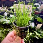 EA Eleocharis Parvula (dwarf hairgrass)