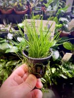 EA Eleocharis Parvula (dwarf hairgrass)