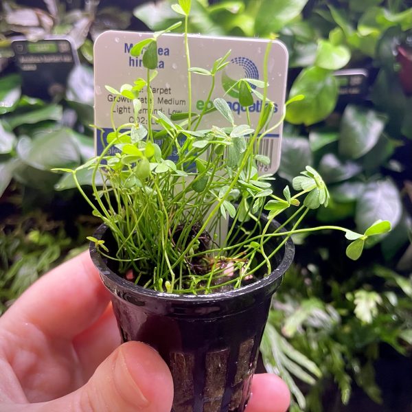 EA Marsilea Hirsuta