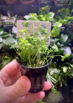 EA Marsilea Hirsuta