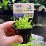 EA Glossostigma elatinoides 'Glosso'