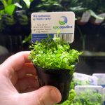 EA Micranthemum sp Monte Carlo