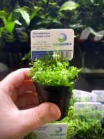 EA Micranthemum sp Monte Carlo