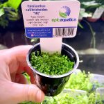 EA Hemianthus Callitrichoides HC