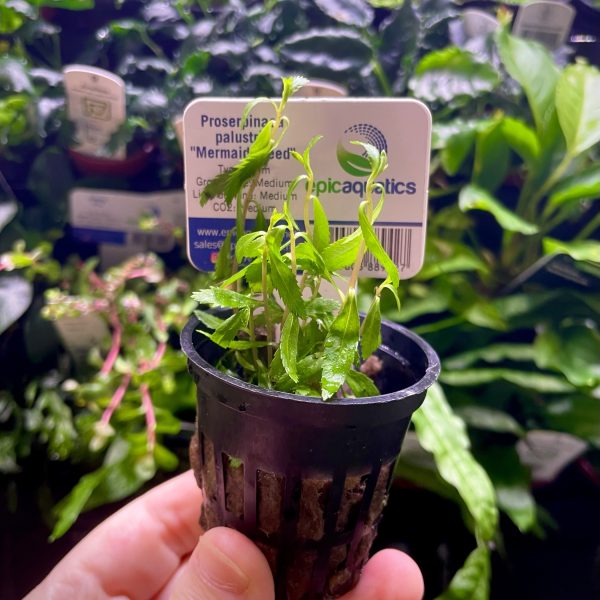 EA Proserprinaca palustris mermaid weed