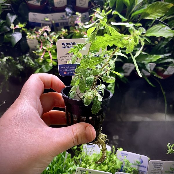 EA Hygrophila Pinatifida