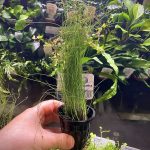 EA Eleocharis vivipara (long hairgrass)