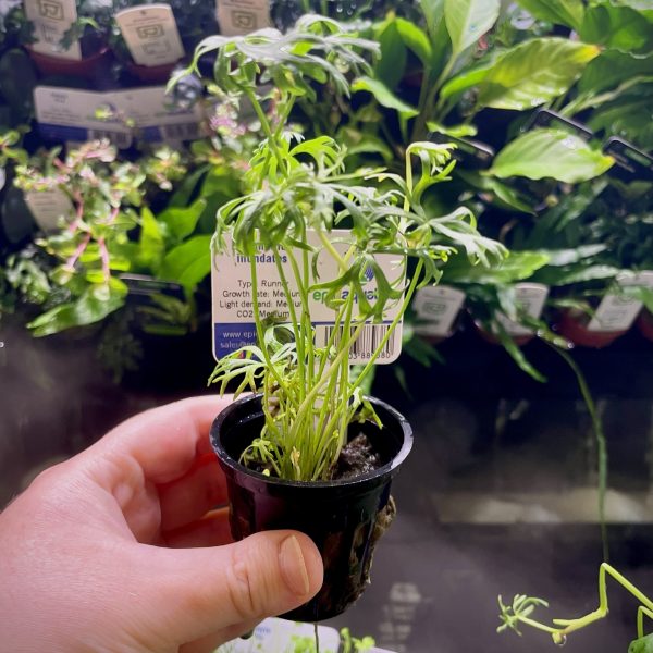 EA Ranunculus Inundates