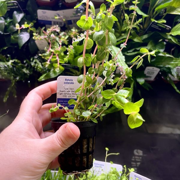 EA Rotala Colorata