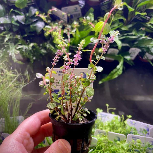 EA Rotala Hra