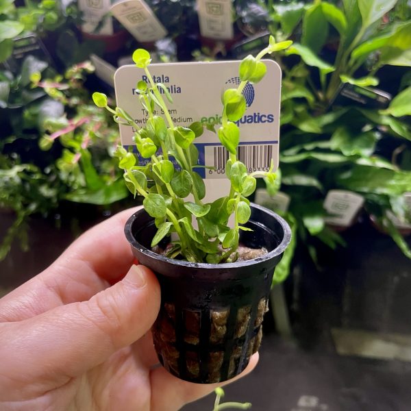 EA Rotala Rotundifolia