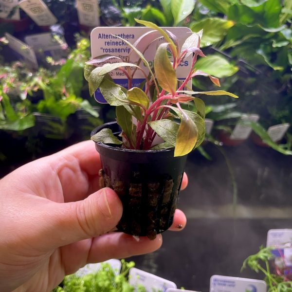 EA Alternanthera Reinickii Rosanervig