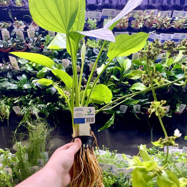 EA Echinodorus Amazon sword (large) -60cm plant
