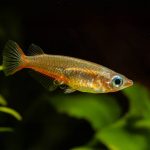 Daisy’s Ricefish (Oryzias) - Image 2