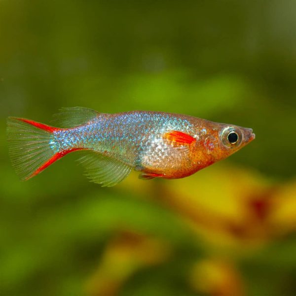 Daisys Ricefish Oryzias male