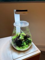 Chihiros Dew Pot Shaped - Image 4