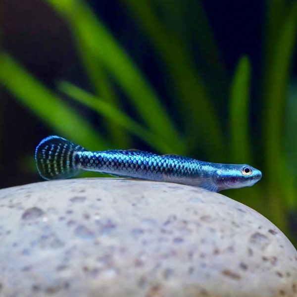 Blue Neon Goby