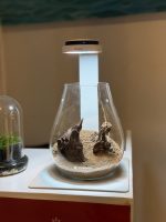 Chihiros Dew Pot Shaped - Image 7