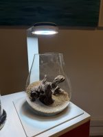Chihiros Dew Pot Shaped - Image 5