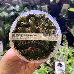 ADA Cryptocoryne Axelrodi