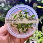 ADA Cryptocoryne x willisii Lucens