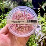 ADA Hygrophila Lancea Chai Narrow Leaf