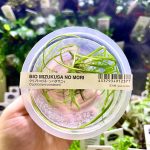 ADA Cryptocoryne Sivadasanii