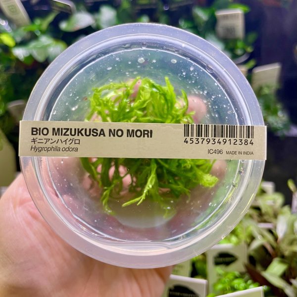 ADA Hygrophilla Odora