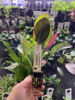 Stoffels Echinodorus Aflame - Image 2