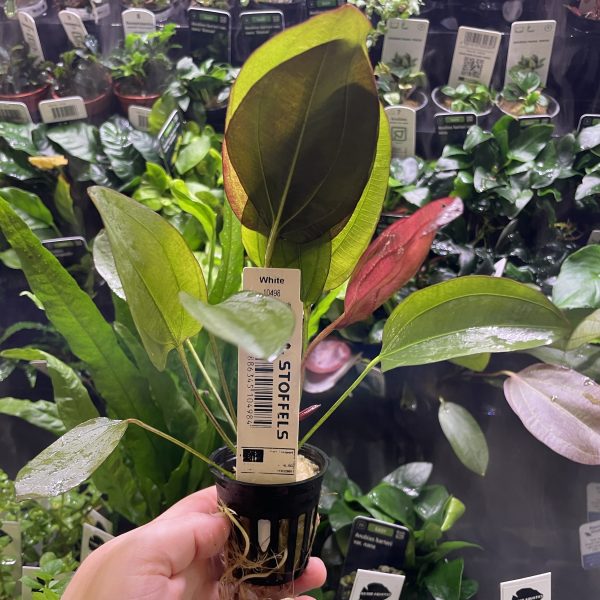 Stoffels Echinodorus Aflame