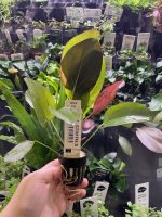 Stoffels Echinodorus Aflame